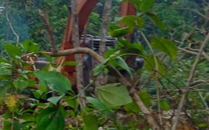 PERAMBAHAN HUTAN PRODUKSI SEMAKIN MASIF.