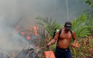 KEBAKARAN HUTAN DI DESA SUNGAI DAUN KECAMATAN SELAKAU KABUPATEN SAMBAS
