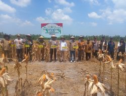 DESA SIMPANG EMPAT SUKSES LAKSANAKAN DANA DESA 20% PROGRAM KETAHANAN PANGAN TANAMAN JAGUNG