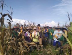 DUKUNG SWASEMBADA JAGUNG NASIONAL, PEMERINTAH DESA MATANG SEGANTAR LAKUKAN PANEN KWARTAL IV