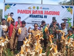 FORKOPIMCAM TELUK KERAMAT LAKUKAN PANEN JAGUNG KUARTAL IV PROGRAM KETAHANAN PANGAN DI DESA MULIA