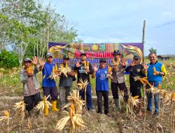 BUMDES PIMPINAN JAYA : LAKUKAN PANEN JAGUNG SWASEMBADA PANGAN KUARTAL IV