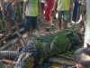PENANGKAPAN SEEKOR BUAYA JADI TONTONAN MASYARAKAT SEKITAR