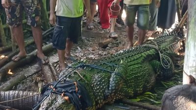 PENANGKAPAN SEEKOR BUAYA JADI TONTONAN MASYARAKAT SEKITAR